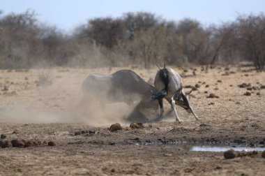 Savananın ortasındaki bozkırda büyük bir Afrika fili grubu.