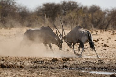 Afrika bozkırlarındaki vahşi antiloplar