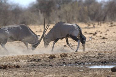 Afrika bozkırlarında vahşi bir antilop.