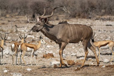 Bir grup Afrika antilobu bozkırda.