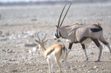 Afrika bozkırlarında güzel vahşi antiloplar