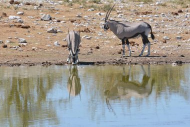 Su birikintisinde su içen bir fil sürüsü.