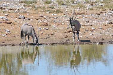 Afrika fili (cerdetheria africana) Afrika savanasındaki bir delikte su içmektedir.