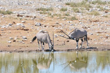 Afrika bozkırlarında vahşi bir hayvan sürüsü.