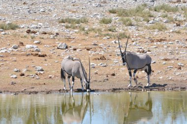 Sudaki vahşi hayvan sürüsü.