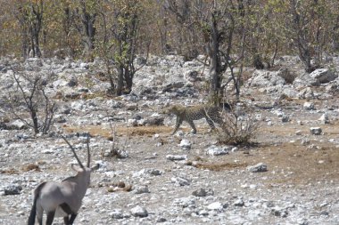 Savanadaki bir grup vahşi hayvan.