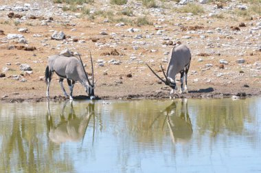 Afrika bozkırında bir çift zebra.