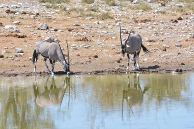 Suda su içen bir grup fil