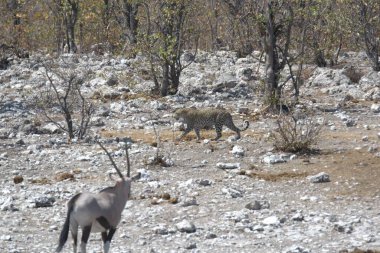 Beyaz - gri - Etoşa Ulusal Parkı 'nın ormanında kuyruklu geyik