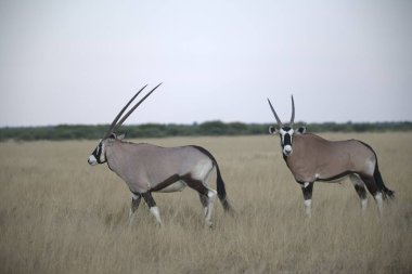 Kenya savanındaki Afrika antilobu, Doğu Afrika vahşisi.