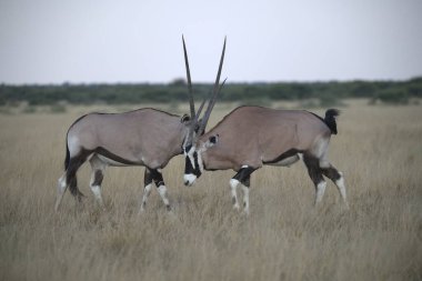 Beyaz antiloplar (ceylan) namibya 'nın savanasında