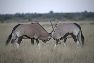 İki Zeeland doğada yaşıyor.
