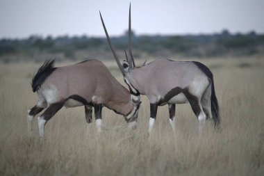 Beyaz antiloplar mavi bir gökyüzünün önünde çimlerin üzerinde duruyorlar.