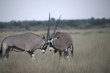 Bir grup zebra sahada.