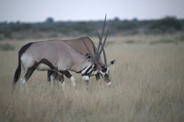 Afrika 'nın güneyindeki Kruger Ulusal Parkı' nda beyaz zebok antilobu.