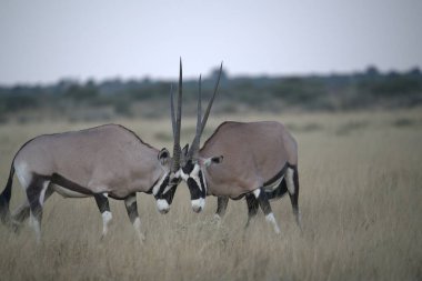 Zebralar etkin ulusal park, Namibya