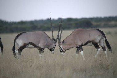 Kenya 'nın güneyindeki savananın savanasında iki zeeland antilobu