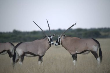 Vahşi doğada vahşi Afrika antilobu