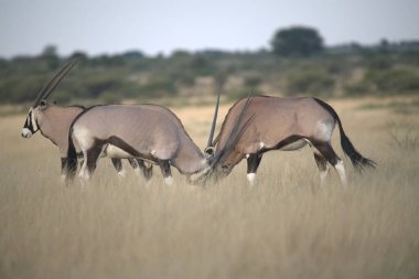 Kenya bozkırında zebralar