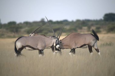 Çimlerde bir çift zebra