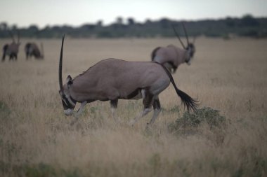 Erkek ve dişi zebralar çimlerin üzerinde