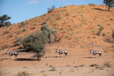 Afrika bozkırlarında vahşi geyikler