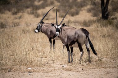 Savanadaki Afrika antilobu