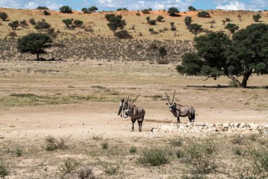 Kenya savanındaki vahşi Afrika zebrası