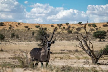Afrika bozkırındaki büyük siyah ceylan.