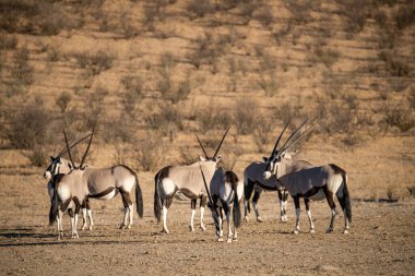 Çölde x-x-x-oryx grubu