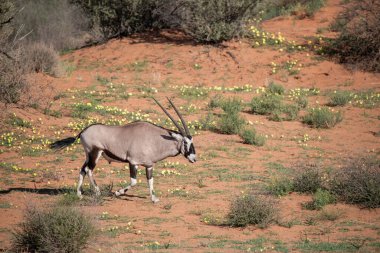 Namibya çölünde vahşi bir antilop.