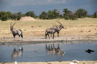 Siyah ve beyaz antiloplar, etosha Ulusal Parkı, Namibya