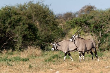 Beyaz gergedan ve zebra etosha, namibya 'da