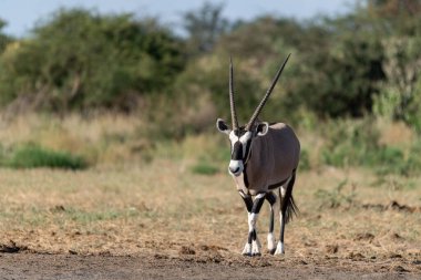 Afrika çalılıklarında beyaz bir arı