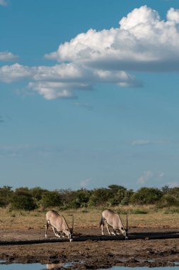 Afrika savanasında zebralar