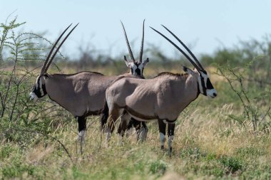 Namibya bozkırında bir grup antilop geyiği.