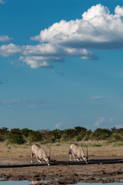 Afrika bozkırlarında bir fil sürüsü.