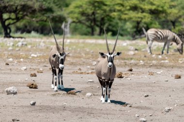 Namibya 'daki Etoşa Ulusal Parkı' nda beyaz antilop (equus tatachaus tachai)