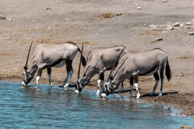 Bir grup zebra suda su içiyor.