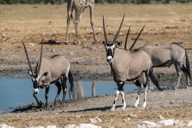 Afrika bozkırlarında su içen bir grup zebra.