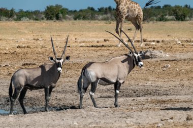 Bir grup Afrikalı antilop Namibya 'da savanda yürüyor.