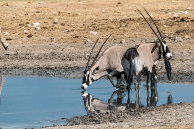 Siyah - beyaz - etosha - namibya - 10 Ağustos 0-0-18. Namib 'de vahşi bir su kuşu sürüsü. -