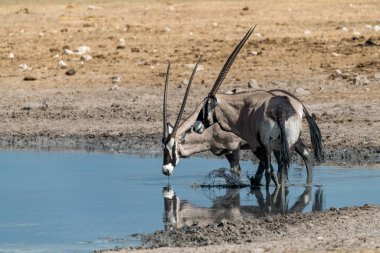 Etoşa Ulusal Parkı, Namibya 'daki su birikintisinde siyah bir gergedan. Afrika.