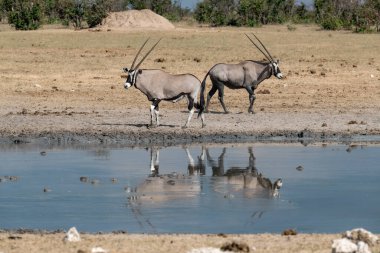 Suda iki beyaz vahşi orman