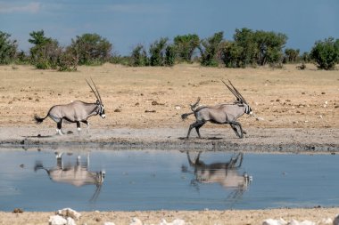 Siyah gergedan Afrika savanasında.