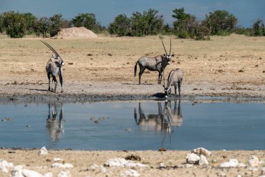 Namibya 'daki Etoşa Ulusal Parkı' nda bir grup Afrika fili.