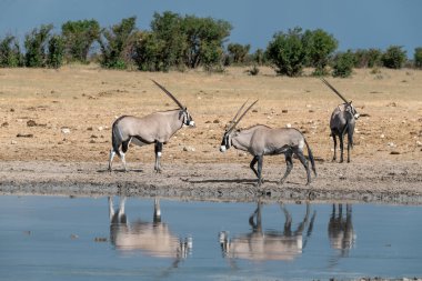 Etoşa Ulusal Parkı 'ndaki su birikintisinde beyaz antiloplar. Namibya.