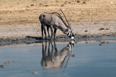 Genç, siyah saçlı, suyun ortasında su içen inek.