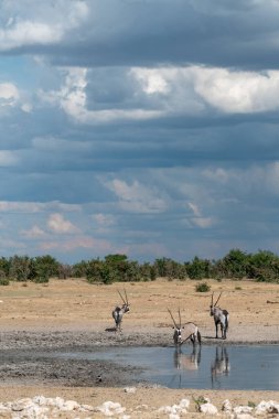 Afrika fili Kruger Ulusal Parkı, Güney Afrika