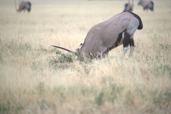 Oryx antelope standing in the desert  Wild African wildlife photo